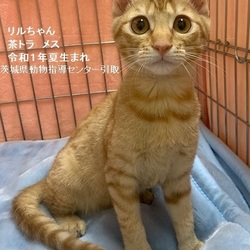 こねこ・成猫の里親会 in 川崎