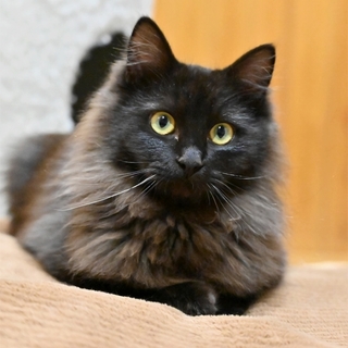 長毛黒猫くん