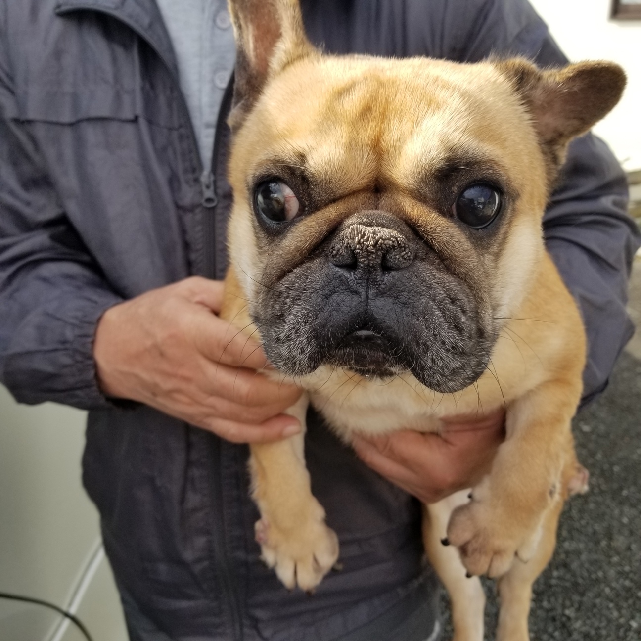 フレンチブル 41 兵庫県 犬の里親募集 ペットのおうち 月間利用者150万人