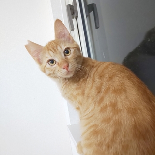 性格抜群茶トラのコロネ❤５匹チームです