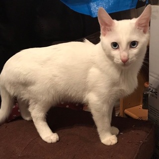 お声がけがあったので一時停止しております