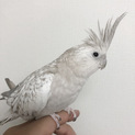 オカメインコの里親募集です