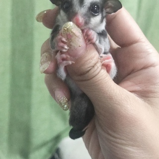 フクロモモンガ❤︎赤ちゃん