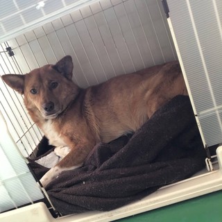 譲渡されました。