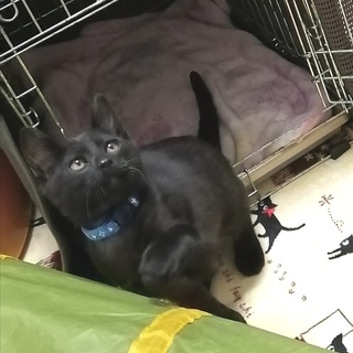 ラッキーボーイのクロちゃん