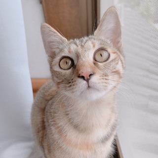 シックで綺麗なムギワラ&サビの美人姉妹です✨