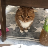 チャコ