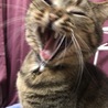 の写真