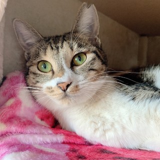 【8/2東銀座】りんちゃん1歳♪