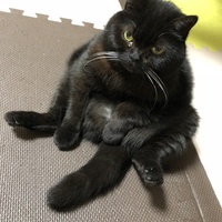 ここあ