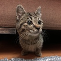 すりゴロの可愛いキジトラちゃん！