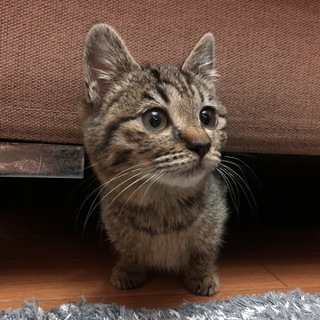 すりゴロの可愛いキジトラちゃん！