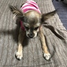 アズキ