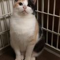 【8/23⭐️堺東にて里親会】参加猫マリモちゃん