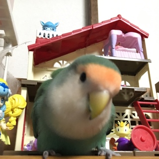 里親が決まりました！