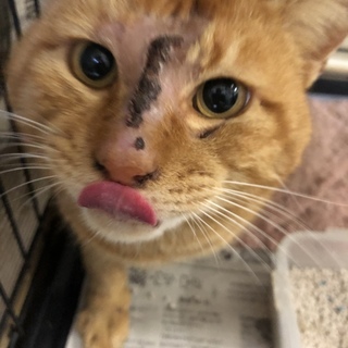 譲渡されました♡有難うございました！