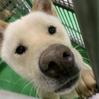 処分間近 白いワンコ 動画あり