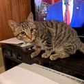 ちょっと怖がり。単身者限定、狭いおうち希望。