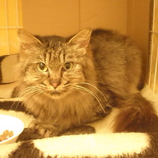 ☆ロン毛のもんもと申します。3歳位の女の子です！