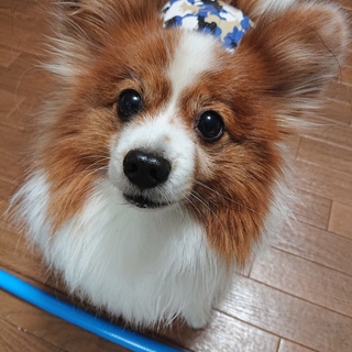 パピヨン(7歳) 大豆くん