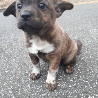 再度子犬里親募集