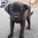 再度子犬里親募集