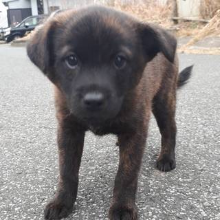 再度子犬里親募集