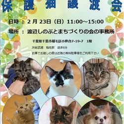 稲ねこ　保護猫譲渡会　開催です！