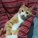 4ヶ月、オス　茶トラ猫