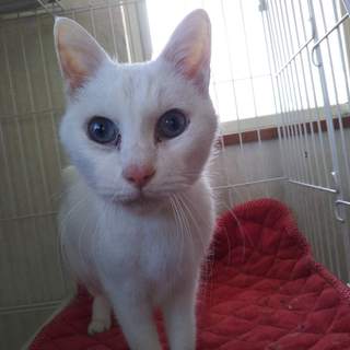 ブルーアイの甘えん坊13歳男の子