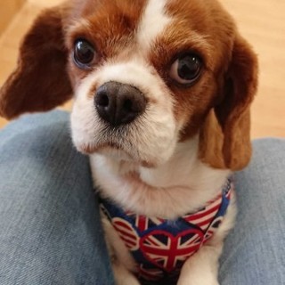 キャバリアのロージーちゃん