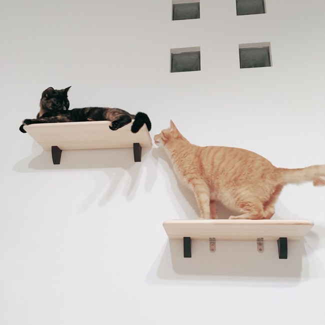 ろんもこのカバー写真