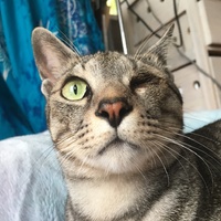てんてん