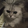 の写真