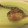 さらみ