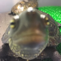 ぶー