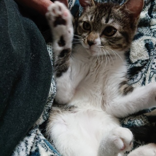 ツンデレお姫様『はるさめちゃん』