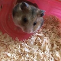 ゴールデンハムスター（茶色）
