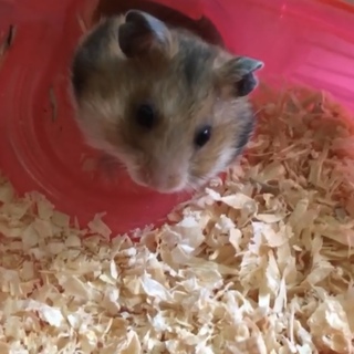 ゴールデンハムスター（茶色）