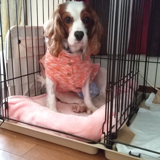 なでなで大好き！優しく温厚なビビちゃん