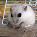 ジャンガリアンハムスター（白）