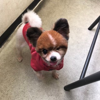 抱っこ大好き！ポム♀MIX