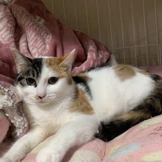 キジ三毛の美猫ちゃん