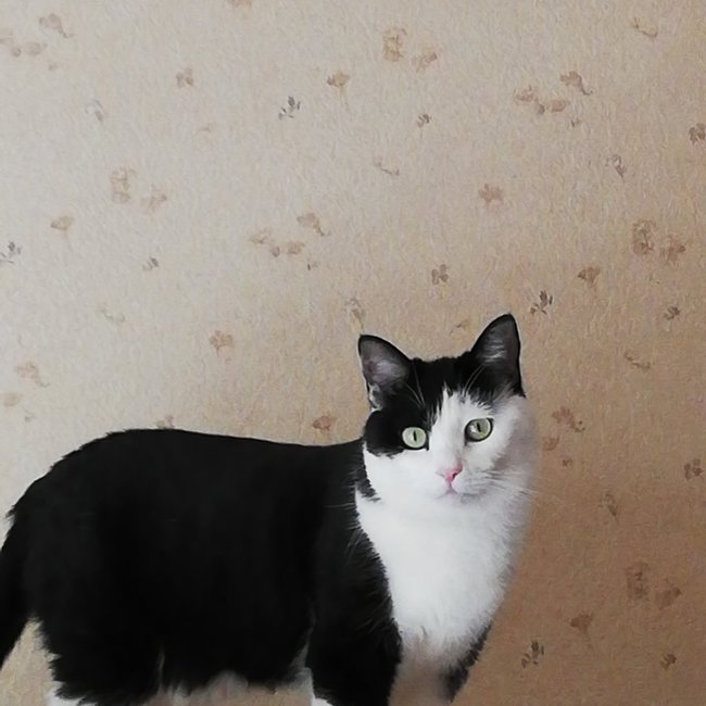 korokoro20111のカバー写真