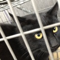毛艶の良い黒猫です