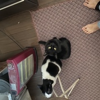 ククイ