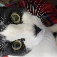 キリ