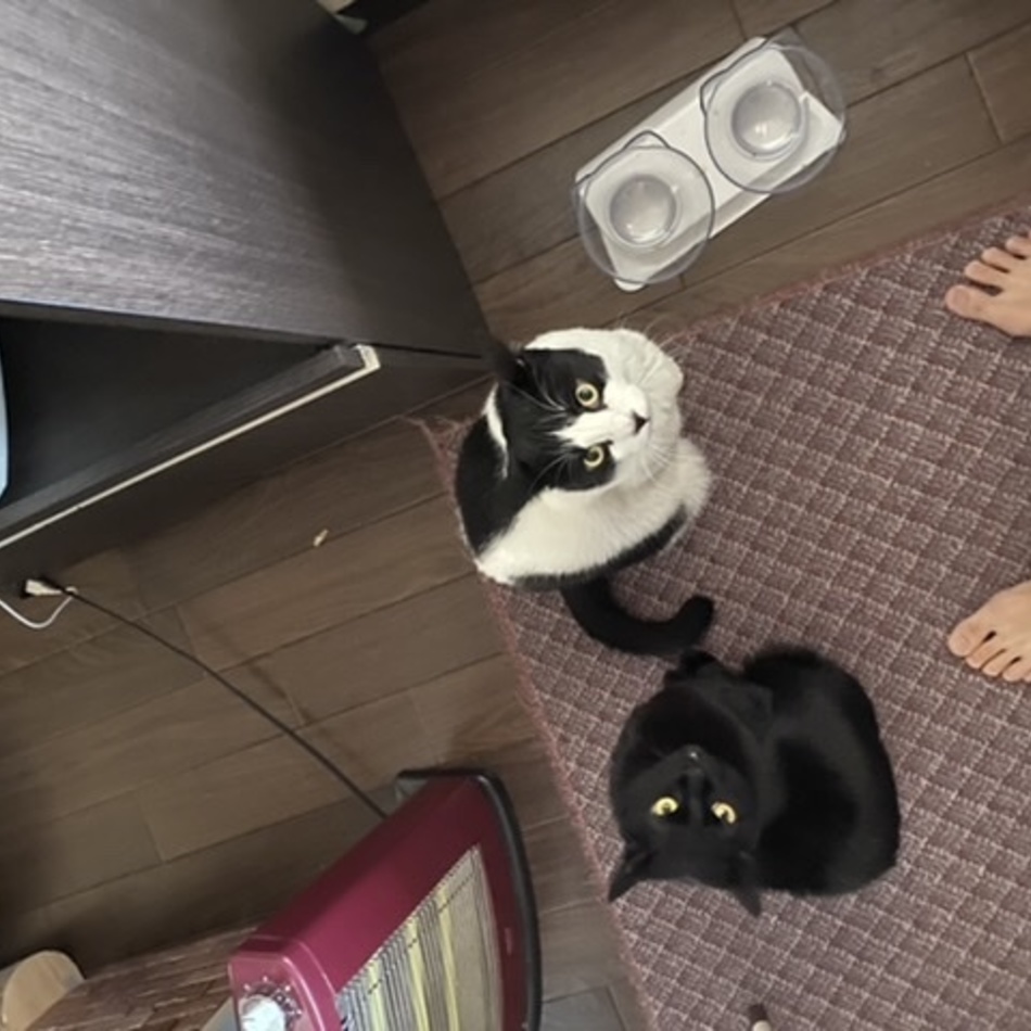 キリのカバー写真