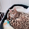 とえすた