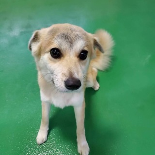 譲渡されました。